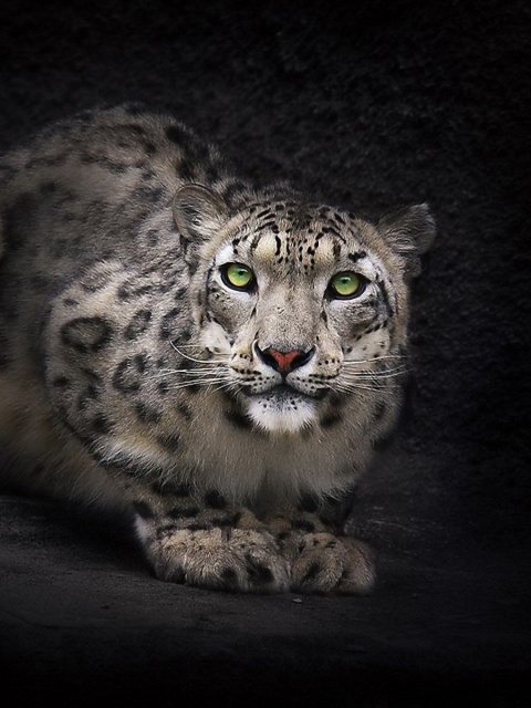 Fondo de pantalla Snow Leopard 480x640
