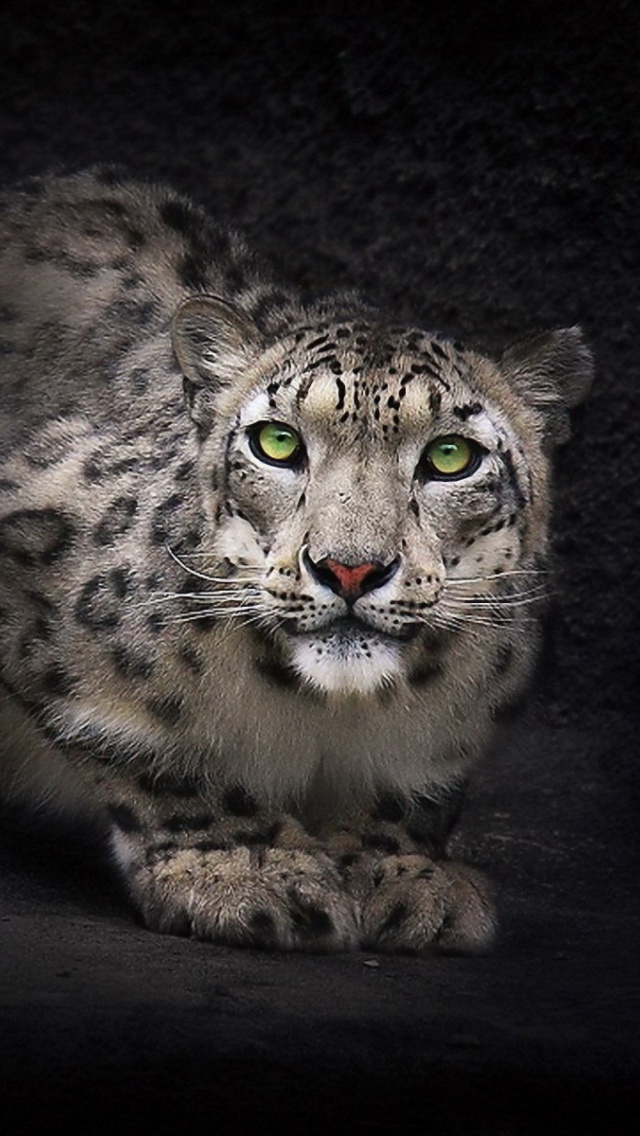 Fondo de pantalla Snow Leopard 640x1136