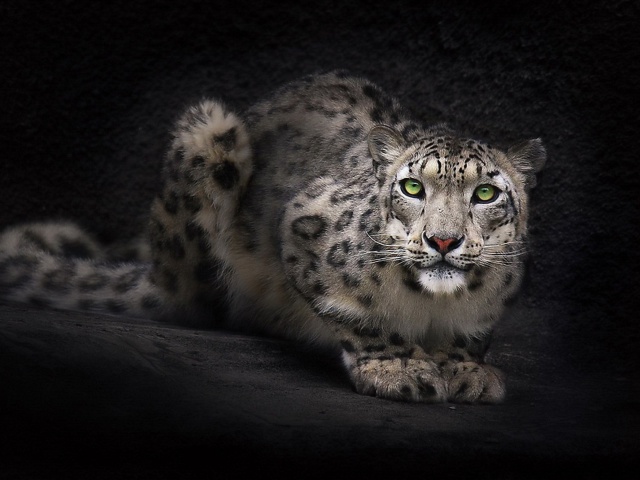 Snow Leopard wallpaper 640x480