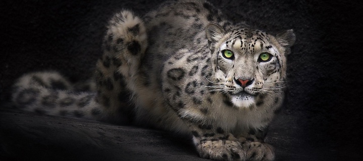 Sfondi Snow Leopard 720x320