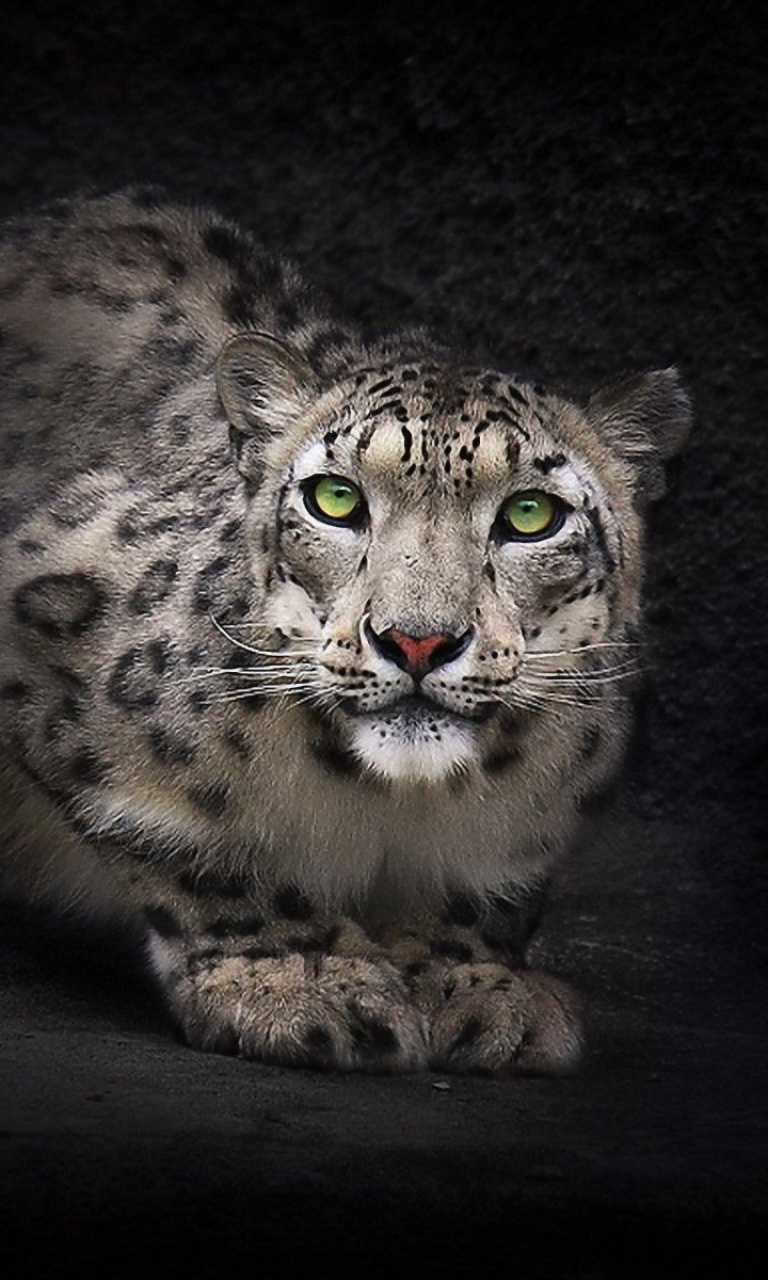 Snow Leopard screenshot #1 768x1280