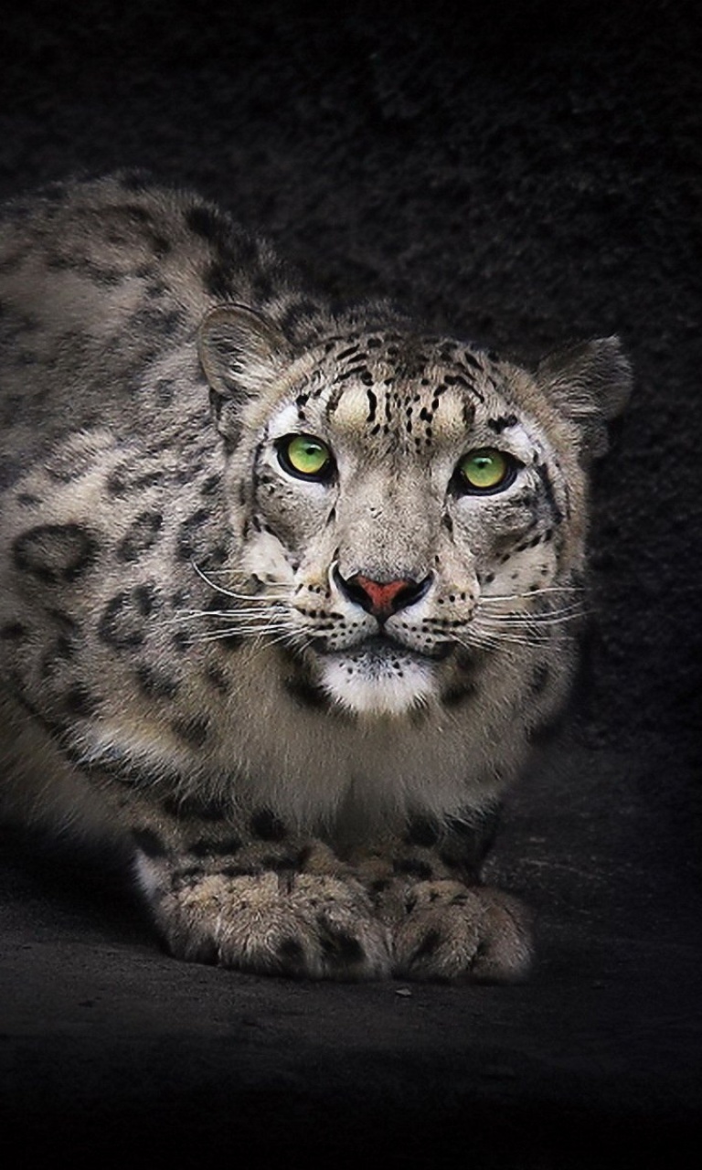 Das Snow Leopard Wallpaper 768x1280