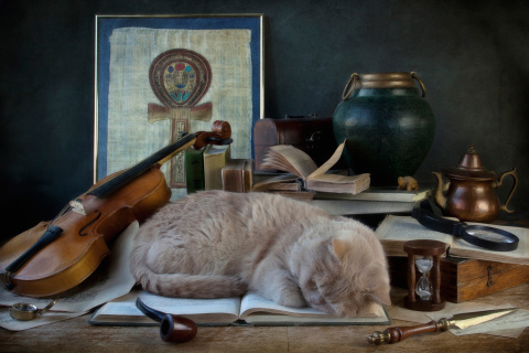 Sleeping Cat wallpaper 480x320