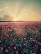 Poppy Field Under Sun screenshot #1 132x176