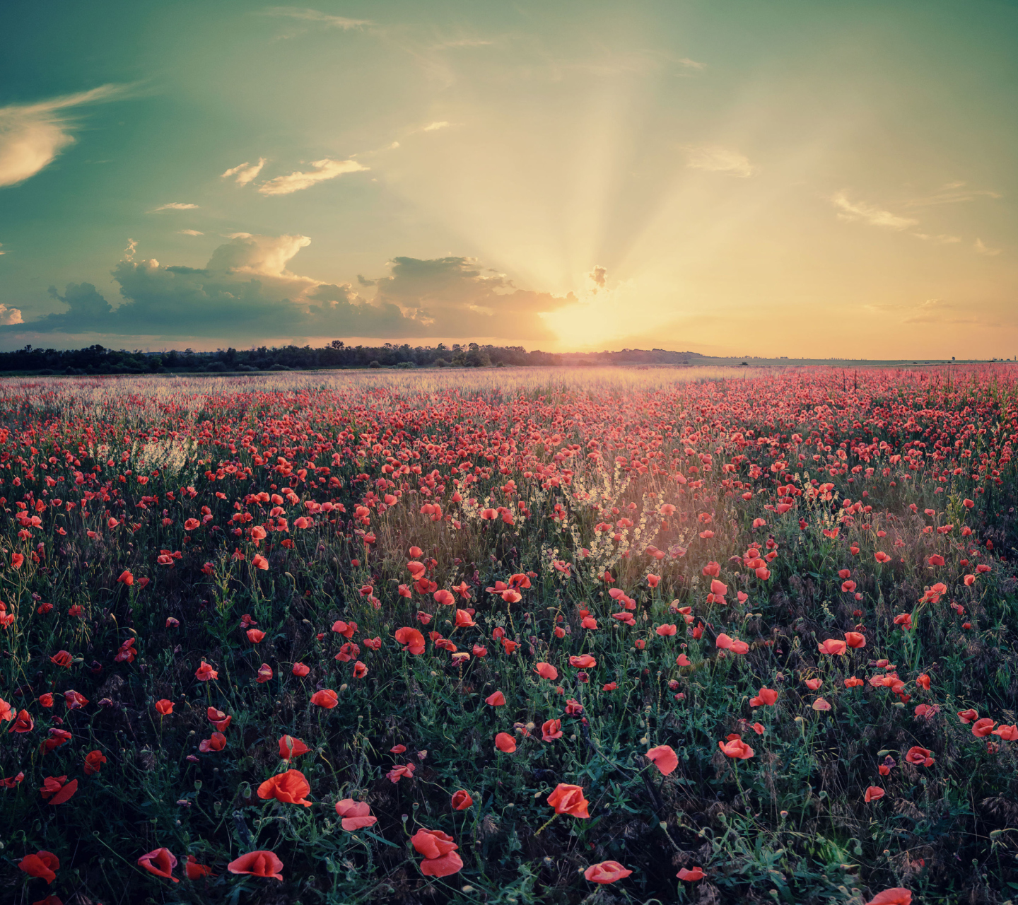 Das Poppy Field Under Sun Wallpaper 1440x1280