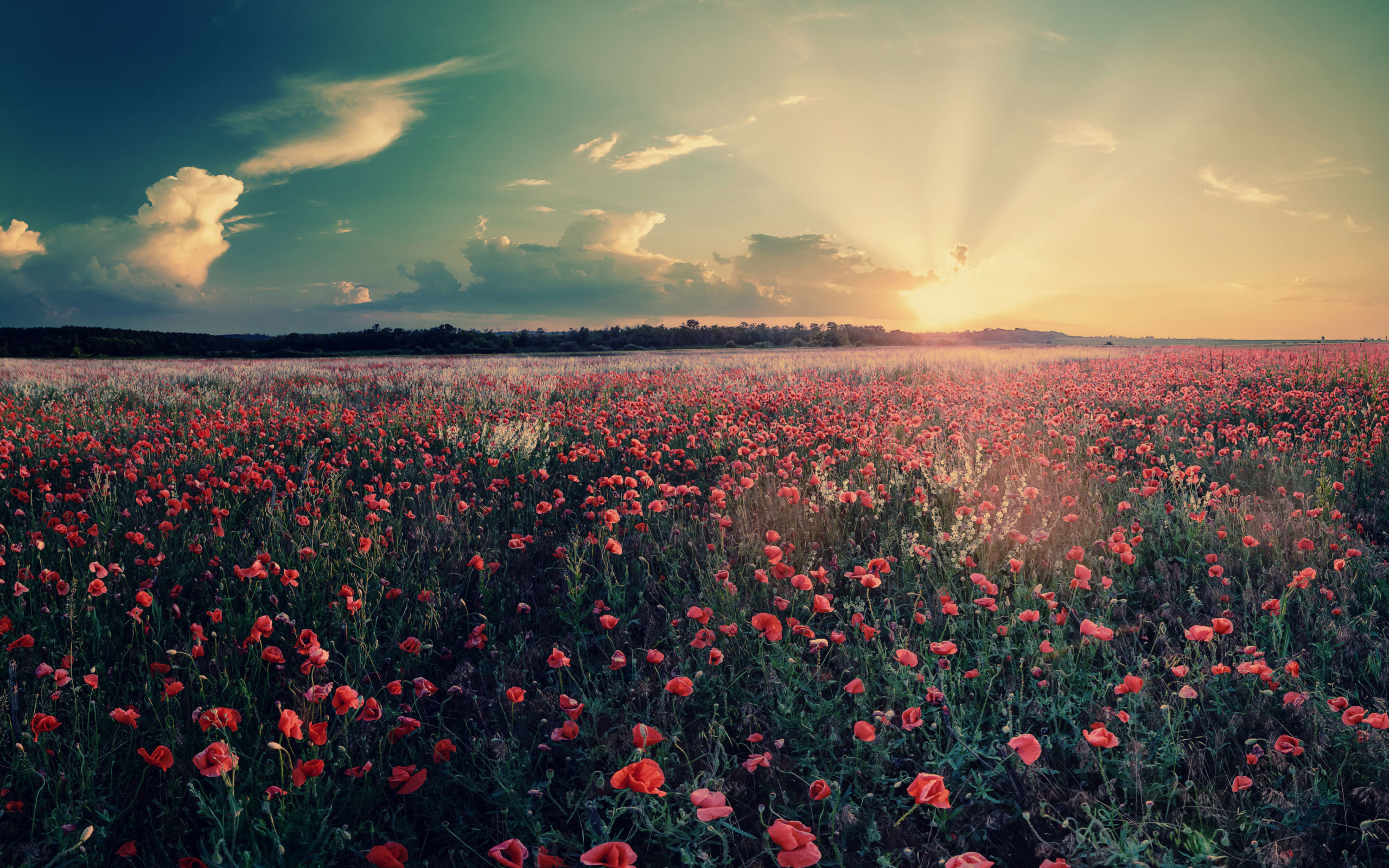 Sfondi Poppy Field Under Sun 2560x1600