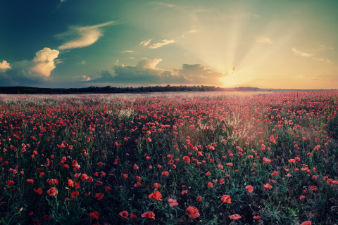 Poppy Field Under Sun wallpaper 480x320