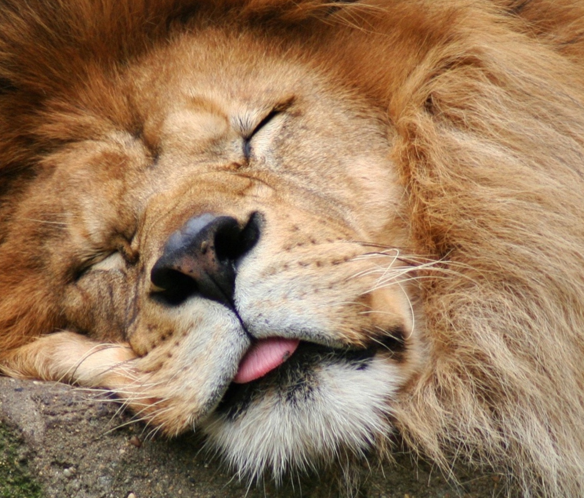 Обои Sleeping Lion 1200x1024