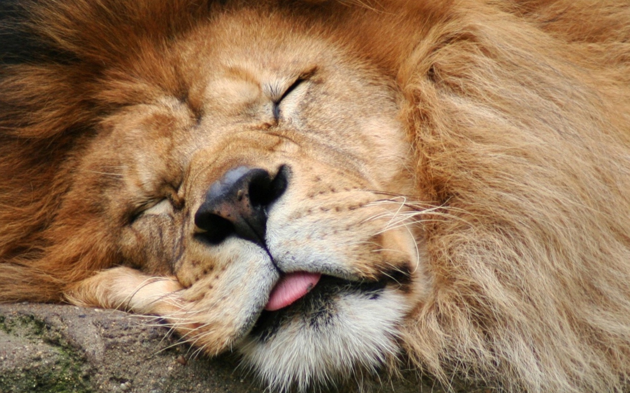Sleeping Lion wallpaper 1280x800