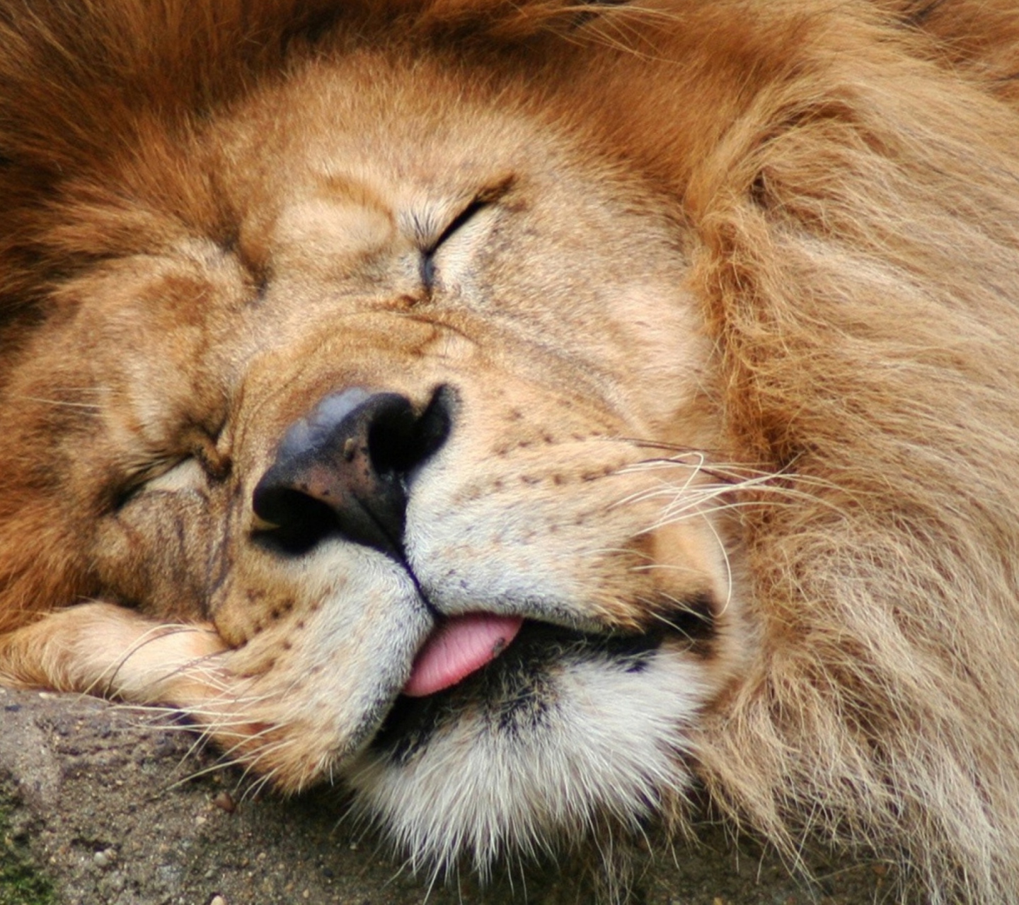 Fondo de pantalla Sleeping Lion 1440x1280