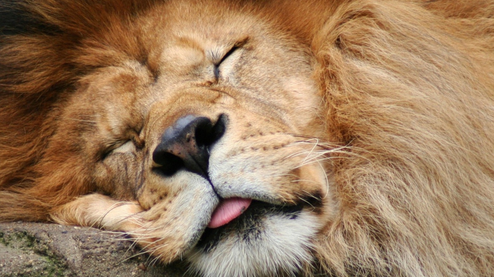 Sleeping Lion wallpaper 1920x1080