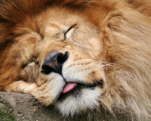 Обои Sleeping Lion 220x176