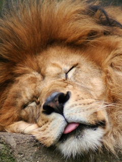 Sfondi Sleeping Lion 240x320