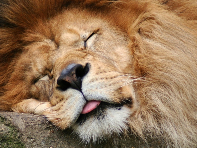 Обои Sleeping Lion 640x480