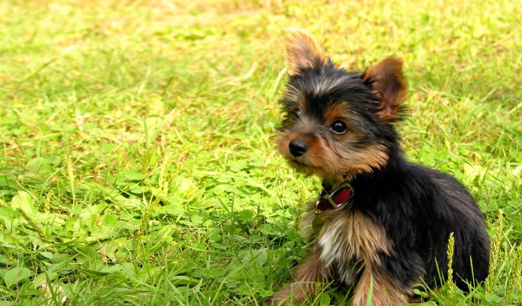 Sfondi Cute Fluffy Dog In Grass 1024x600