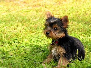 Cute Fluffy Dog In Grass screenshot #1 320x240