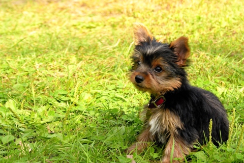 Cute Fluffy Dog In Grass screenshot #1 480x320