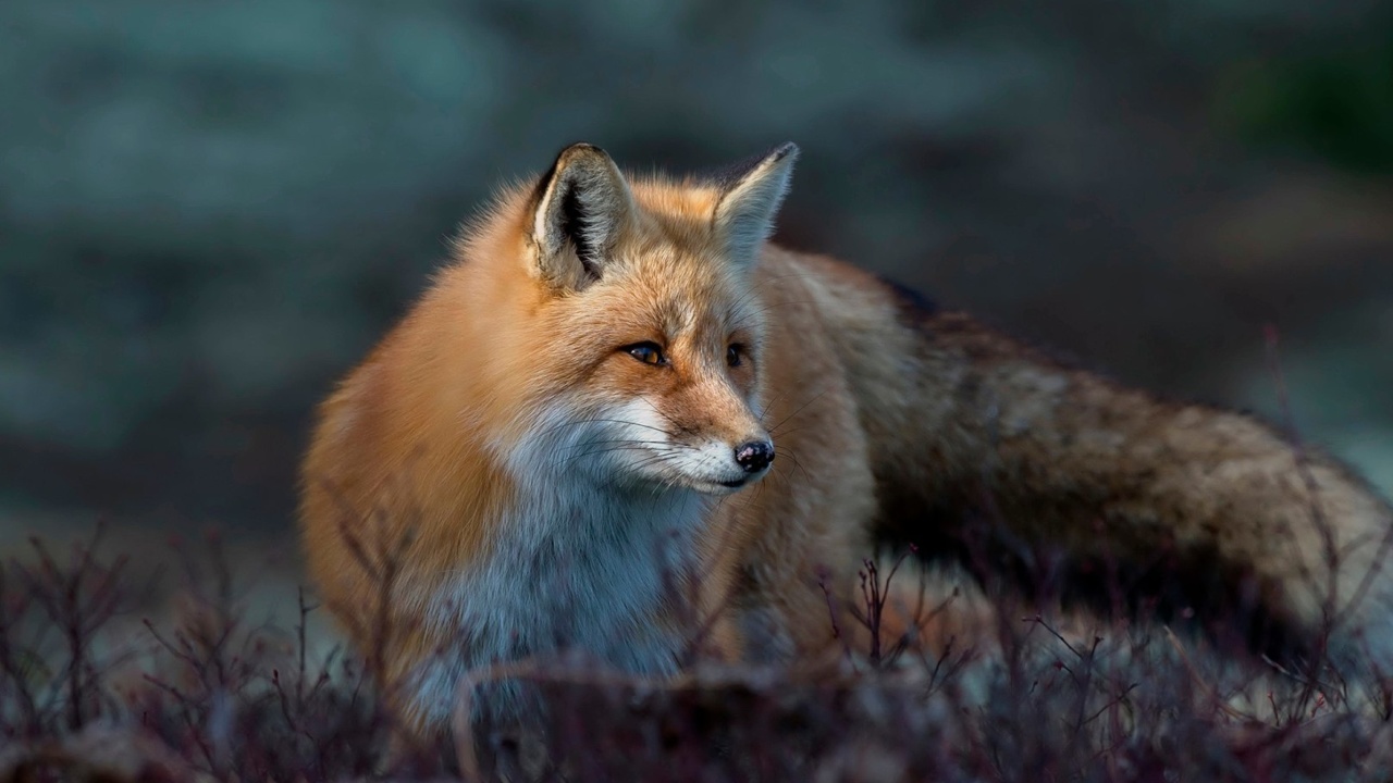 Fox in October wallpaper 1280x720