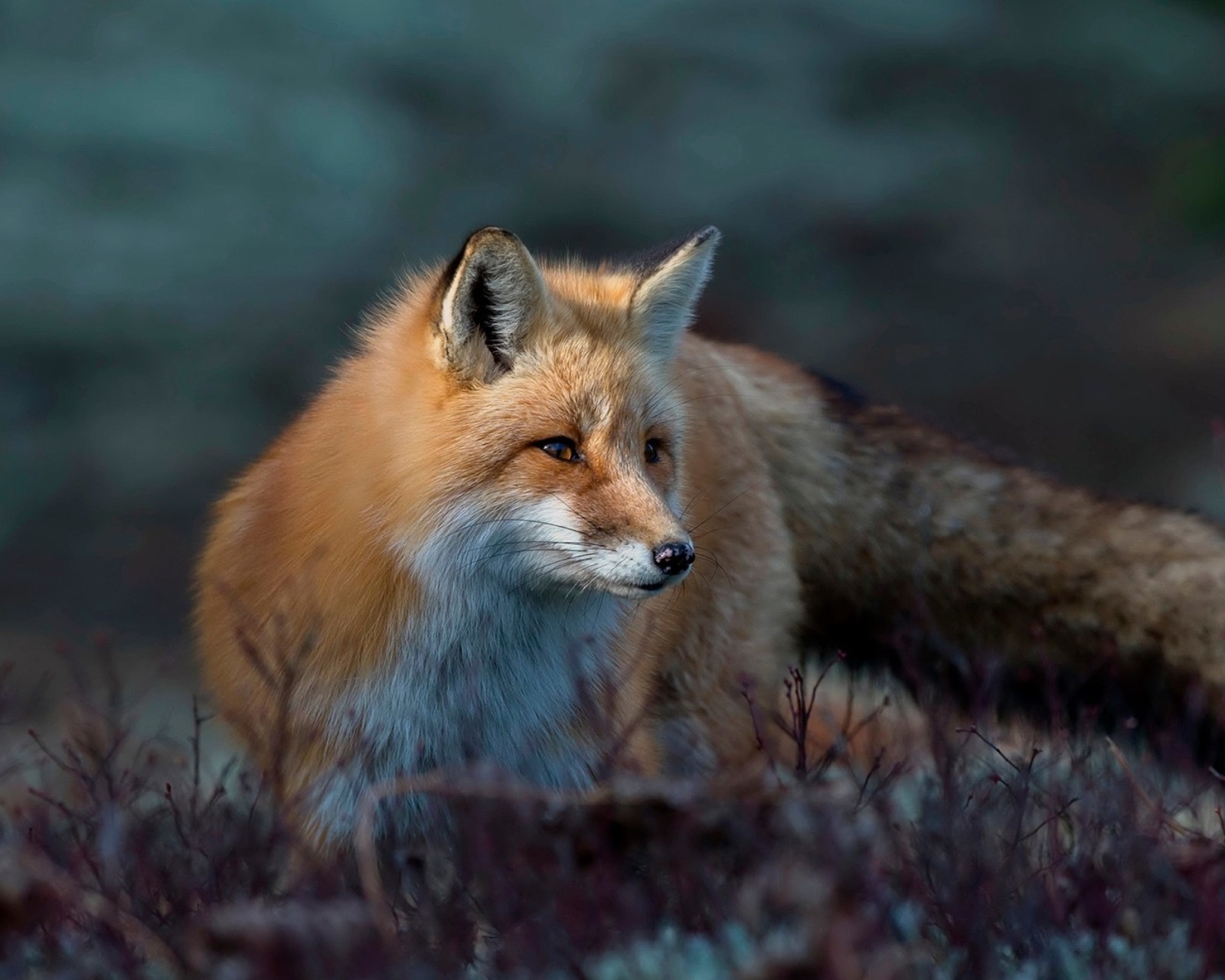 Das Fox in October Wallpaper 1600x1280