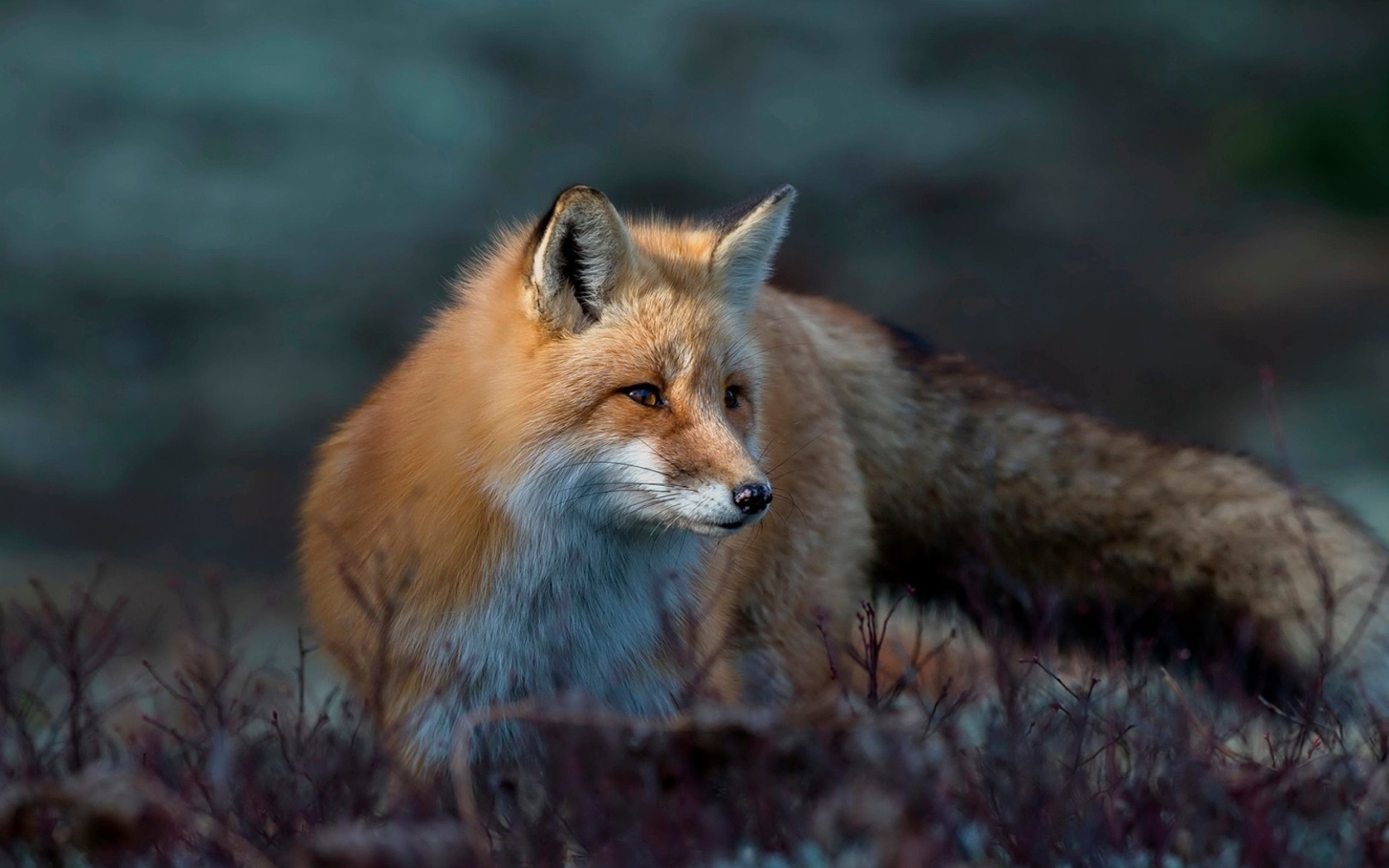 Обои Fox in October 1680x1050