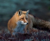 Das Fox in October Wallpaper 176x144