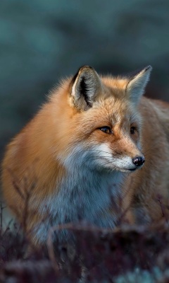 Sfondi Fox in October 240x400