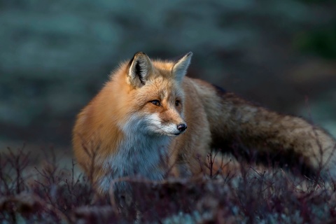 Fondo de pantalla Fox in October 480x320