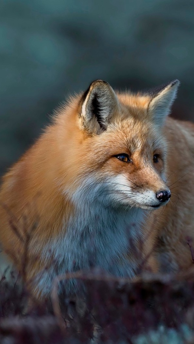 Fox in October wallpaper 640x1136