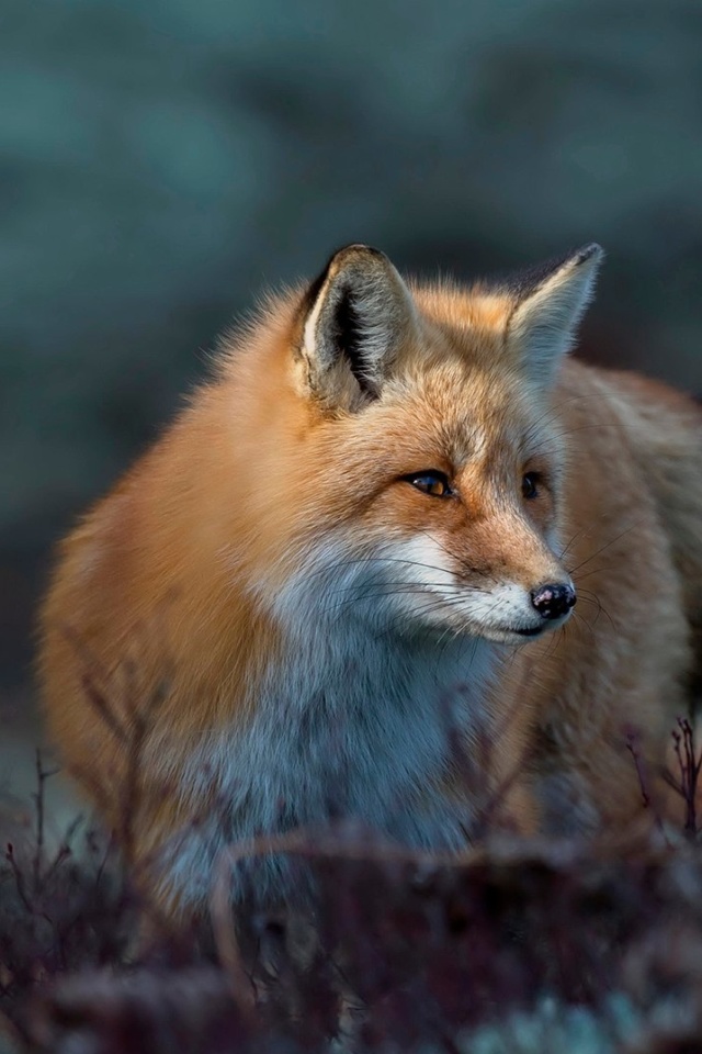 Fox in October wallpaper 640x960
