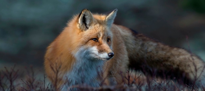 Fox in October wallpaper 720x320