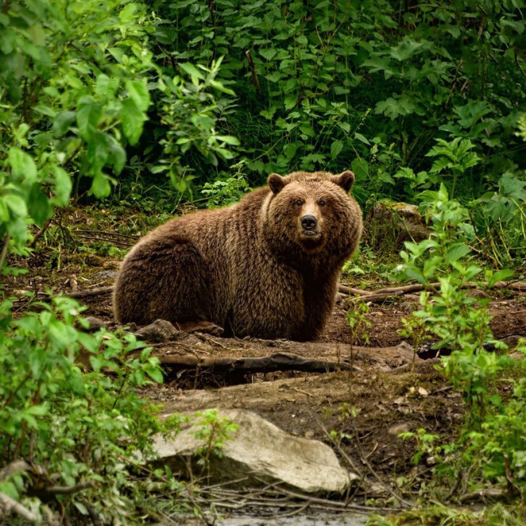 Fondo de pantalla Bear Wildlife 1024x1024