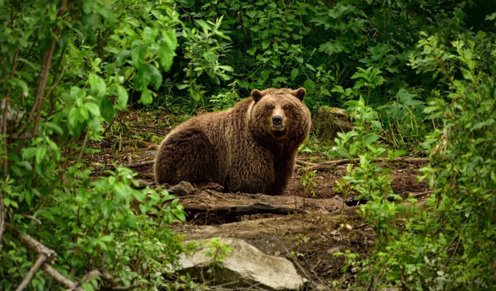 Sfondi Bear Wildlife 1024x600