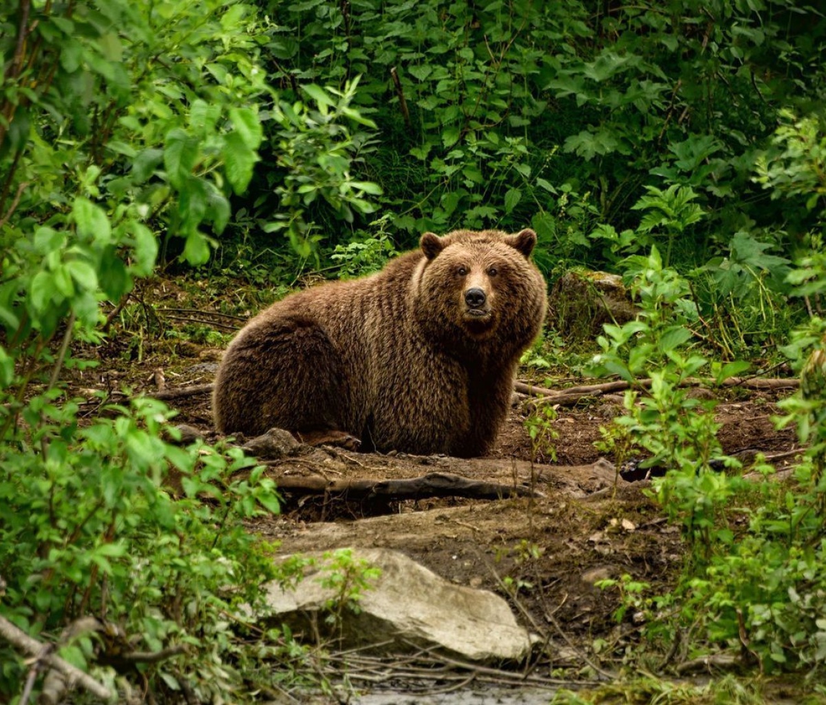 Sfondi Bear Wildlife 1200x1024