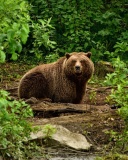 Fondo de pantalla Bear Wildlife 128x160