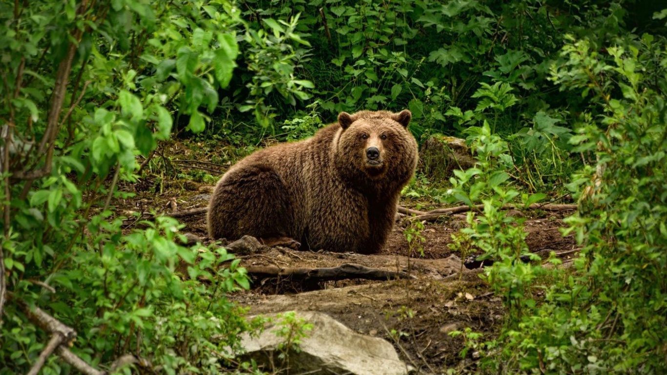 Fondo de pantalla Bear Wildlife 1366x768