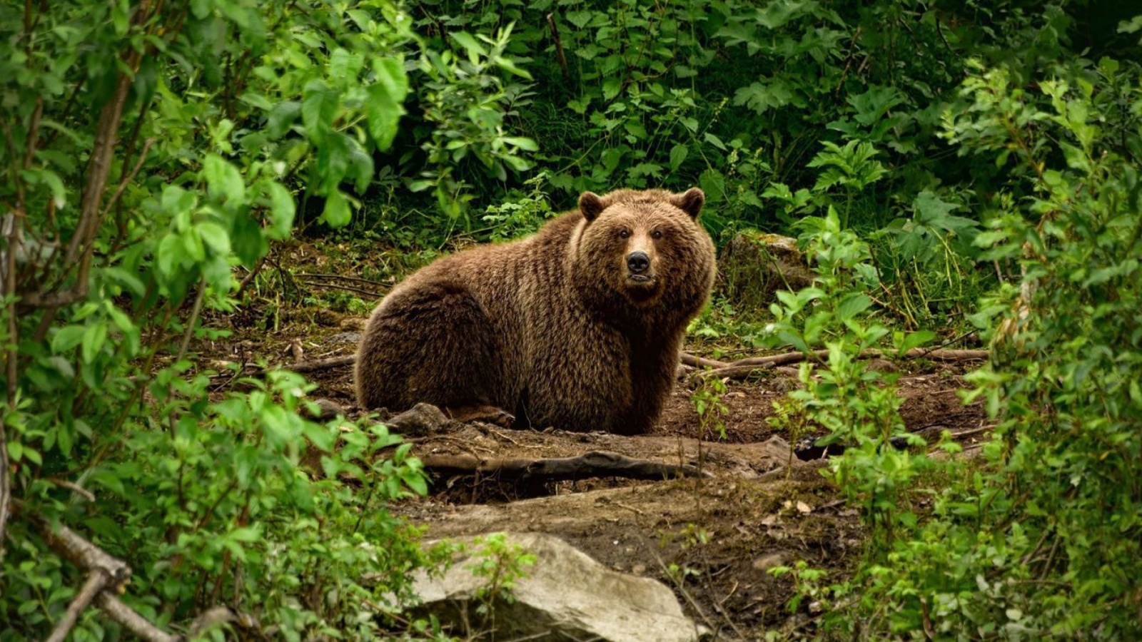 Fondo de pantalla Bear Wildlife 1600x900
