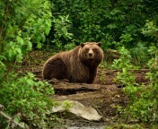 Bear Wildlife screenshot #1 176x144