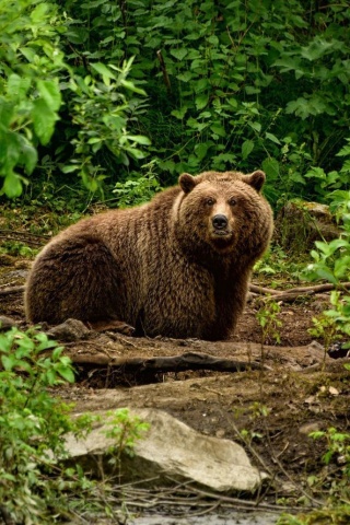 Fondo de pantalla Bear Wildlife 320x480