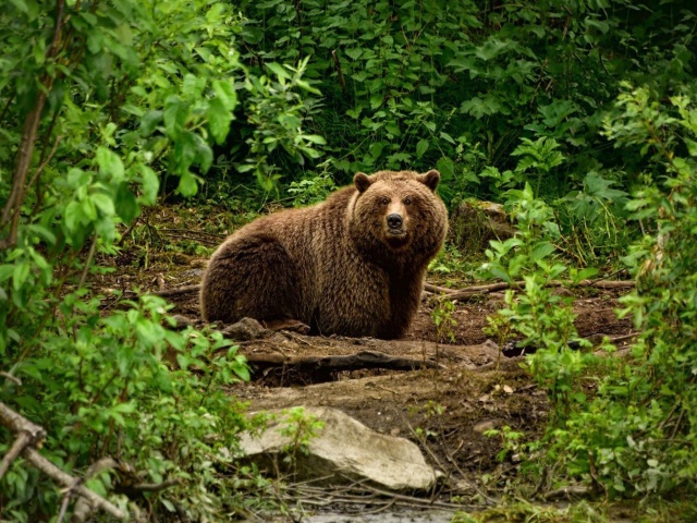 Fondo de pantalla Bear Wildlife 640x480