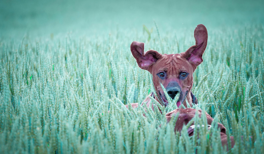 Das Dog Having Fun In Grass Wallpaper 1024x600