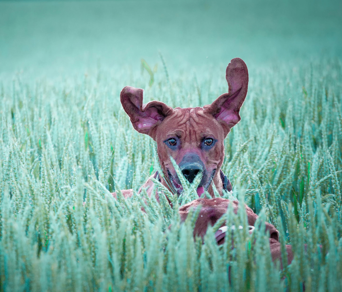 Dog Having Fun In Grass wallpaper 1200x1024
