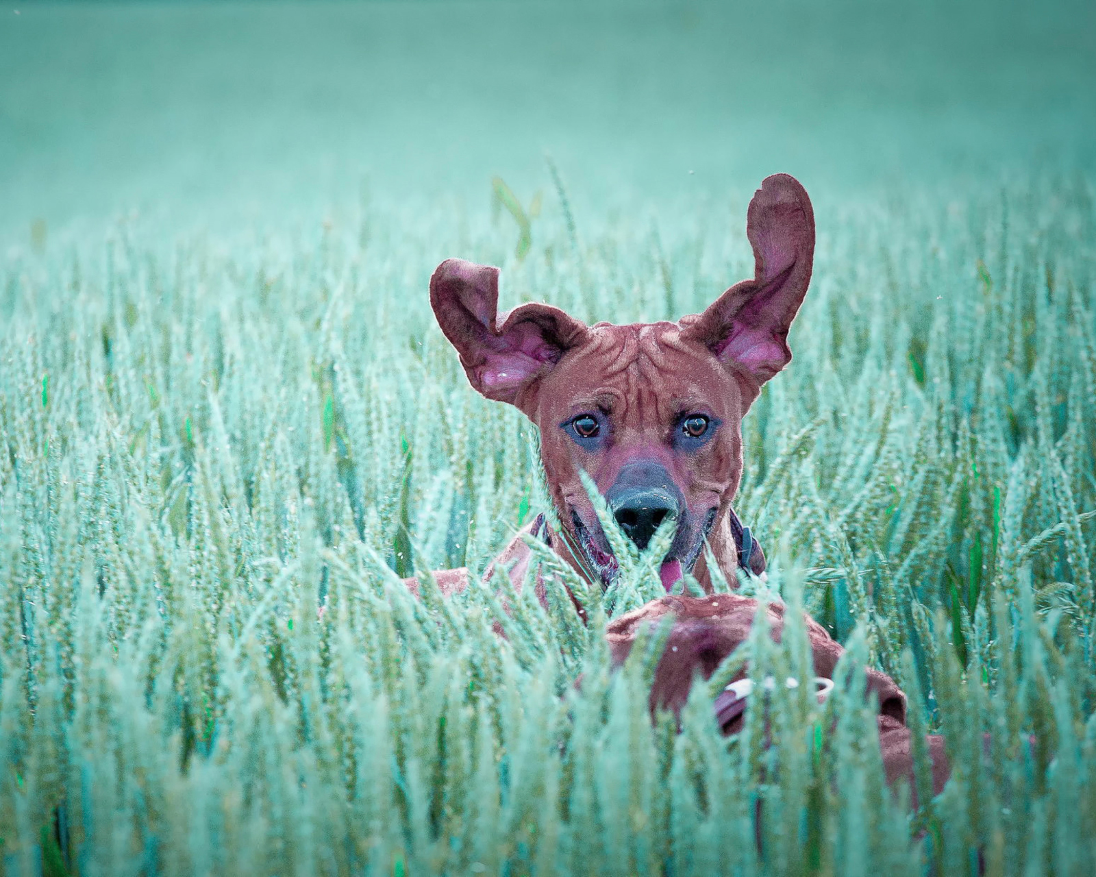 Fondo de pantalla Dog Having Fun In Grass 1600x1280