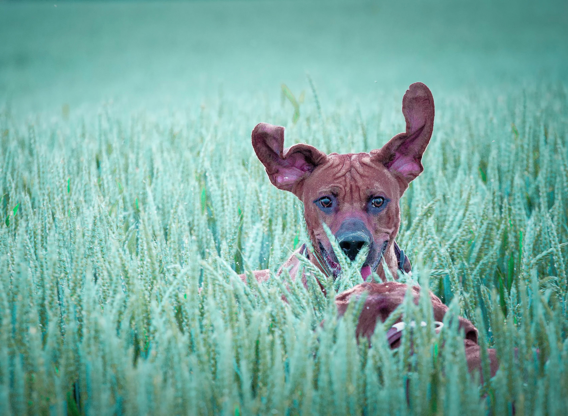 Fondo de pantalla Dog Having Fun In Grass 1920x1408