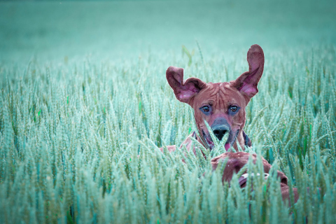 Das Dog Having Fun In Grass Wallpaper 480x320