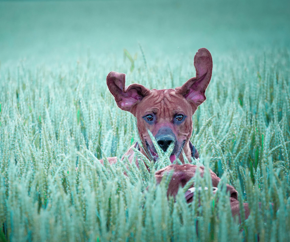 Das Dog Having Fun In Grass Wallpaper 960x800