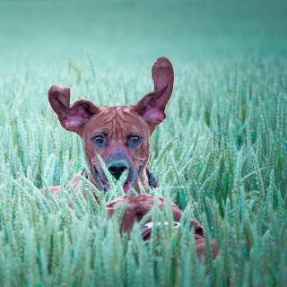 Kostenloses Dog Having Fun In Grass Wallpaper für 1024x1024