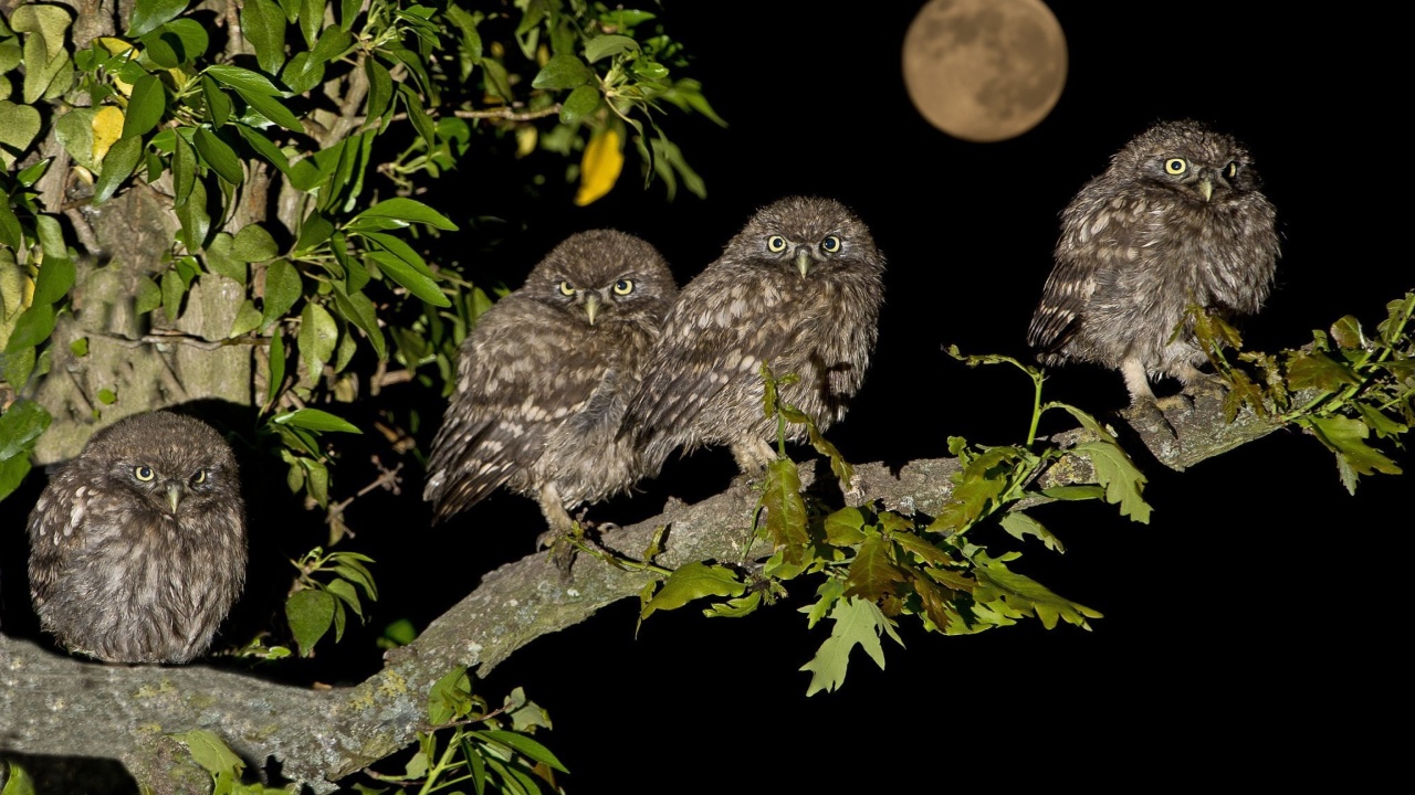 Fondo de pantalla Owl under big Moon 1280x720
