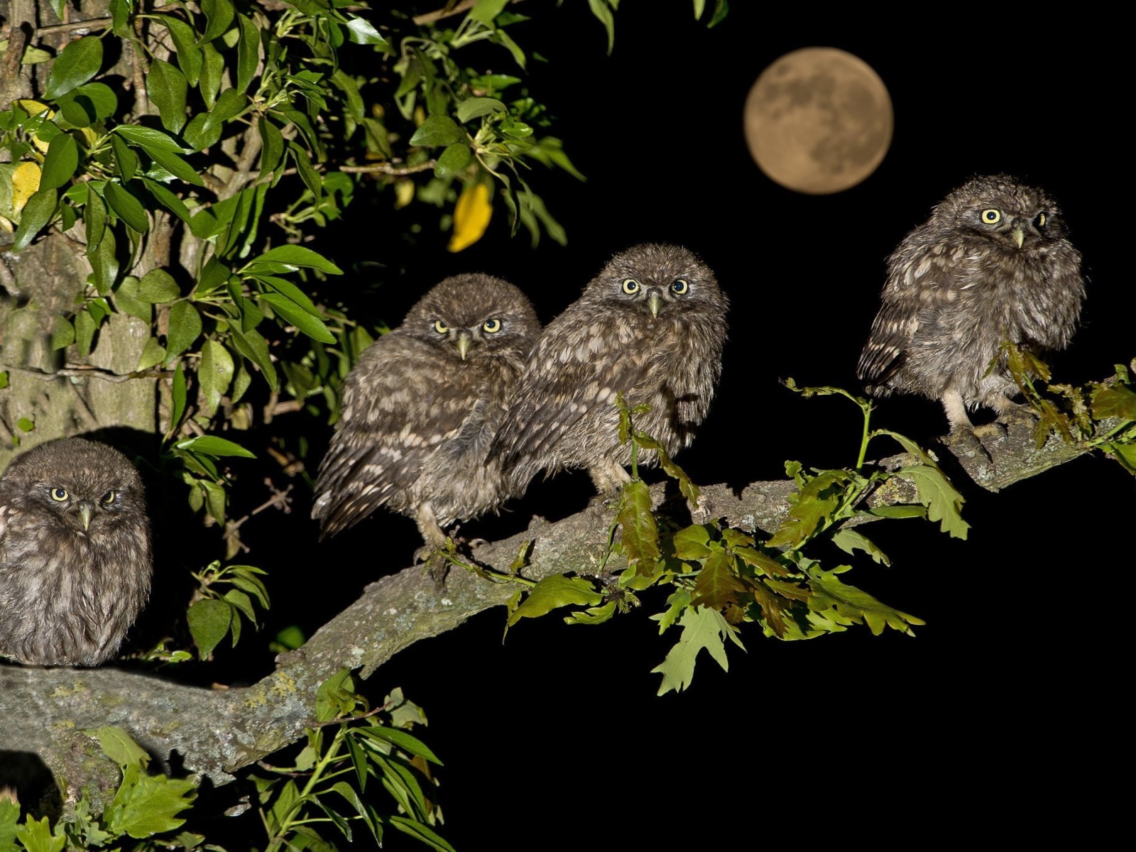 Owl under big Moon wallpaper 1600x1200