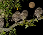 Fondo de pantalla Owl under big Moon 176x144