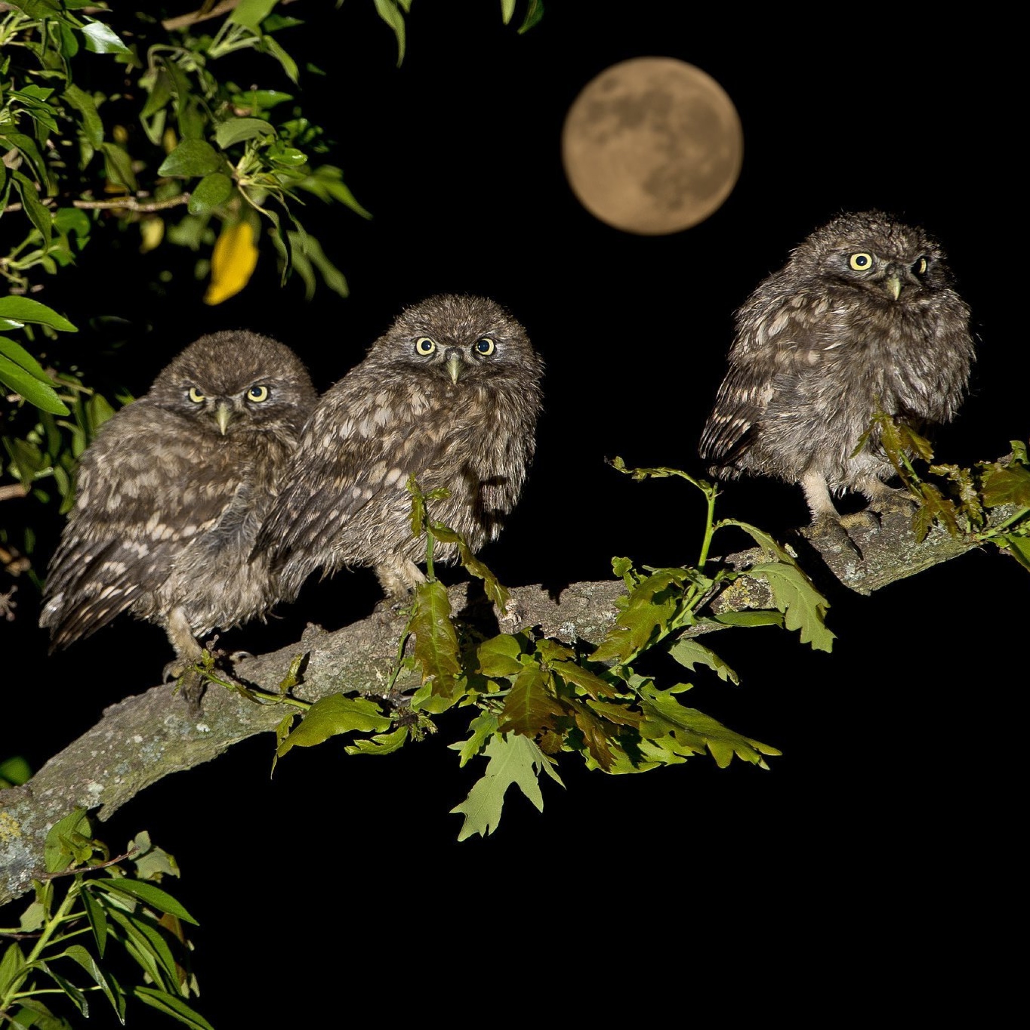 Das Owl under big Moon Wallpaper 2048x2048